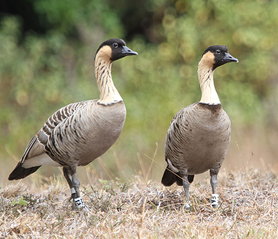 Nene Geese, U.S. National Park Service photo Pair of Nene Geese