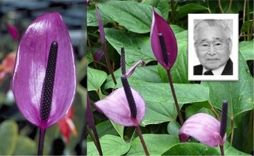 ARCS Anthurium with Haruyuki Kamemoto headshot inset
