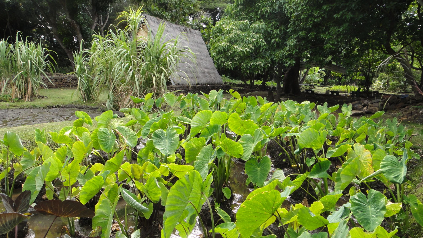 University of Hawaii loi