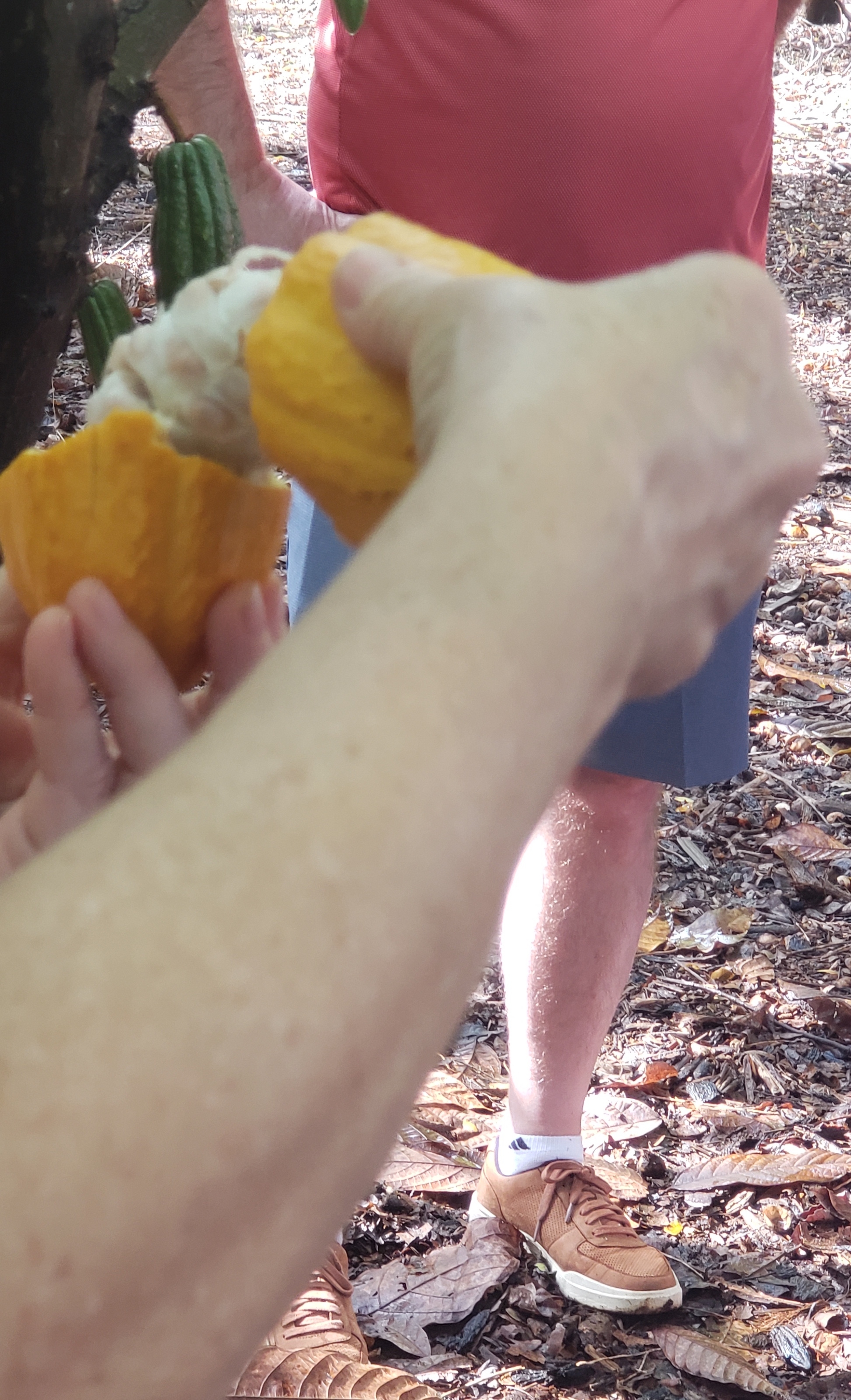 Cacao pod at Waialua Estate Chocolate farm Cacao pod broken open
