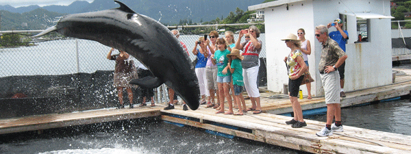 People on dock watching dolphin leap