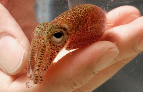 Hawaiian Bobtail Squid Hand holding Hawaiian bobtail squid