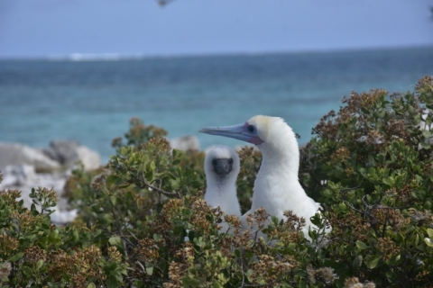 Photo by Jordan Akiyama/USFWS, Pacific Islands Two red-footed boobies at Johnston Atoll