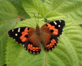 Kamehameha butterfly