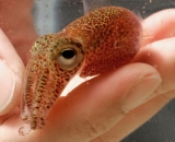 Hand holding Hawaiian bobtail squid